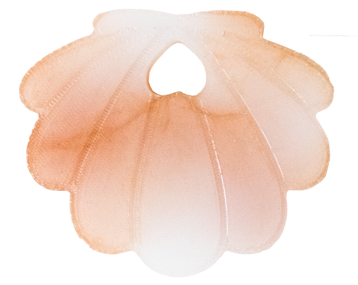 Coquillage